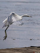 Little Blue Heron