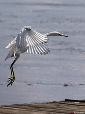 Aigrette bleue