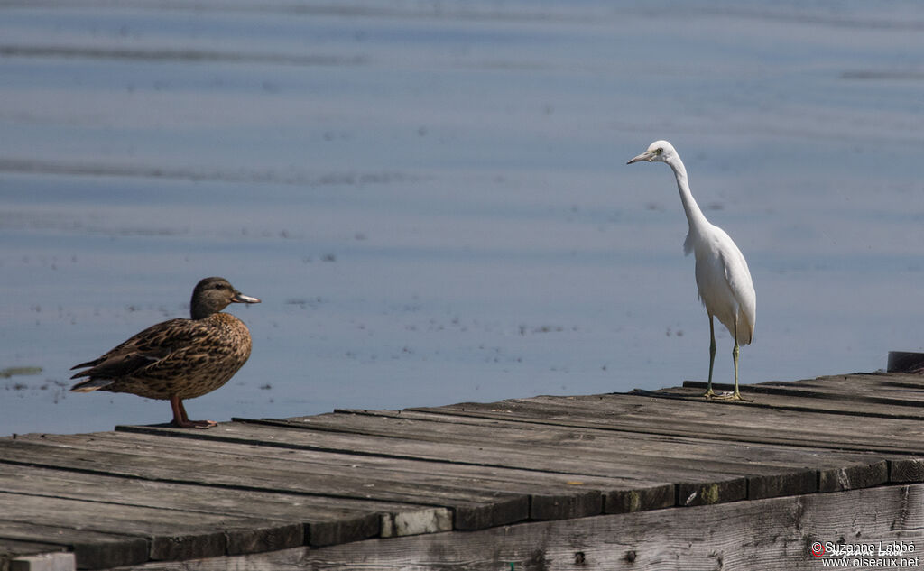 Little Blue Heron