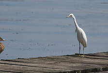 Aigrette bleue