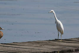 Aigrette bleue