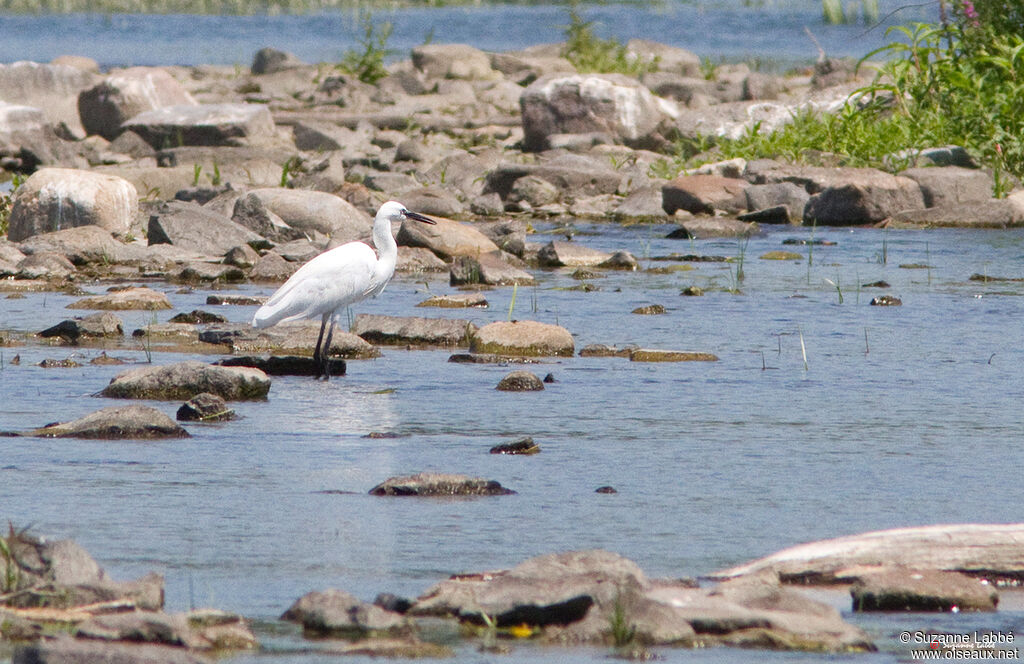 Aigrette garzette