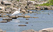 Aigrette garzette