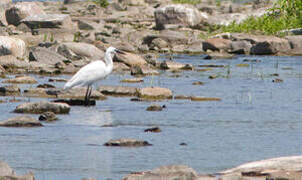 Little Egret