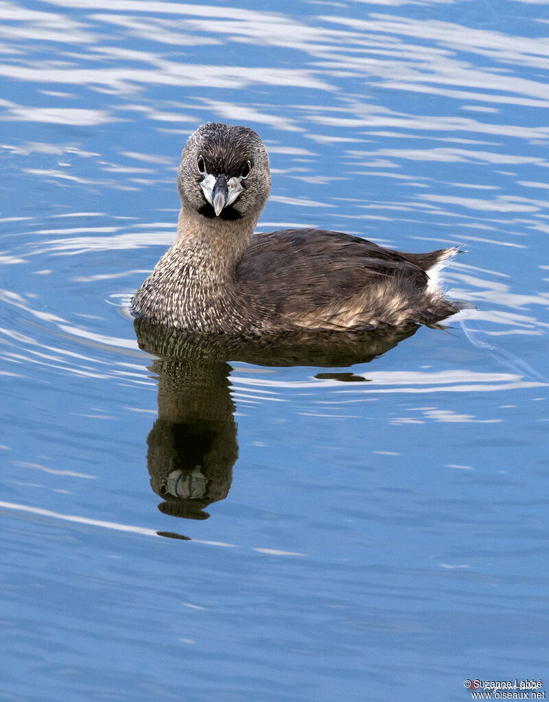 Pied-billed Grebe