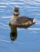 Pied-billed Grebe