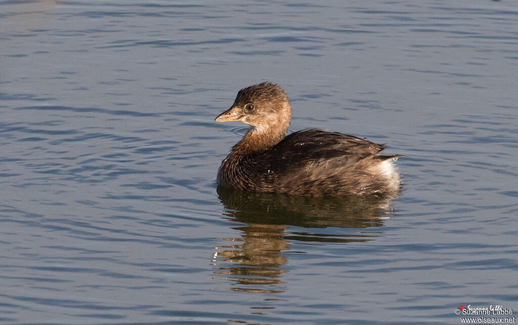 Pied-billed Grebe