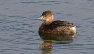 Pied-billed Grebe