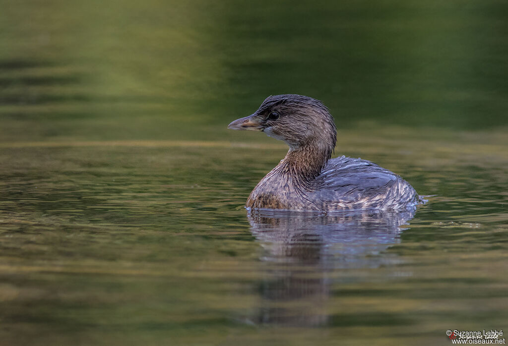 Pied-billed Grebe