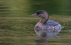 Pied-billed Grebe