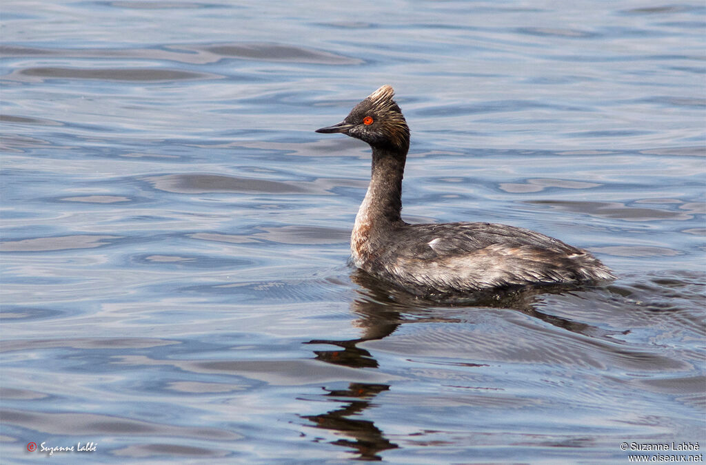 Black-necked Grebe