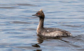 Black-necked Grebe