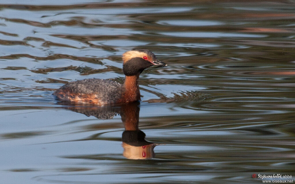 Horned Grebe