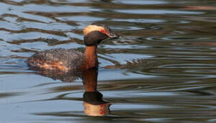 Horned Grebe