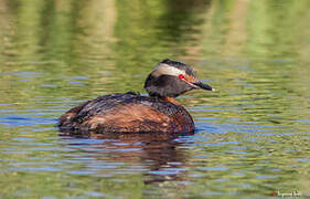 Horned Grebe