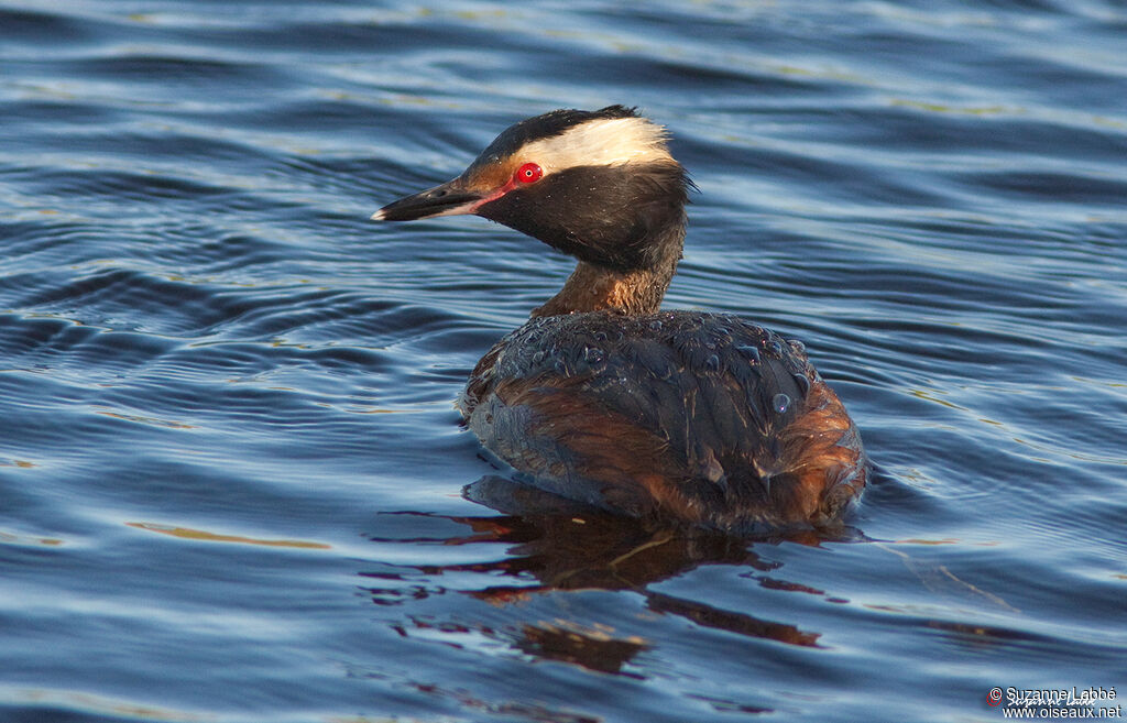 Horned Grebe