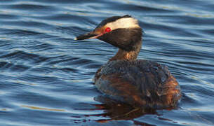 Horned Grebe