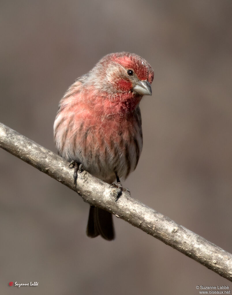 House Finch male adult breeding, identification