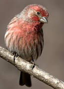 House Finch