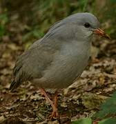 Kagu