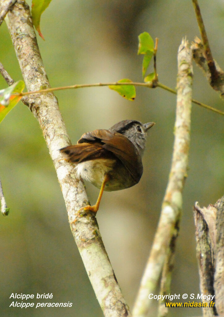 Mountain Fulvetta