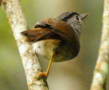 Mountain Fulvetta