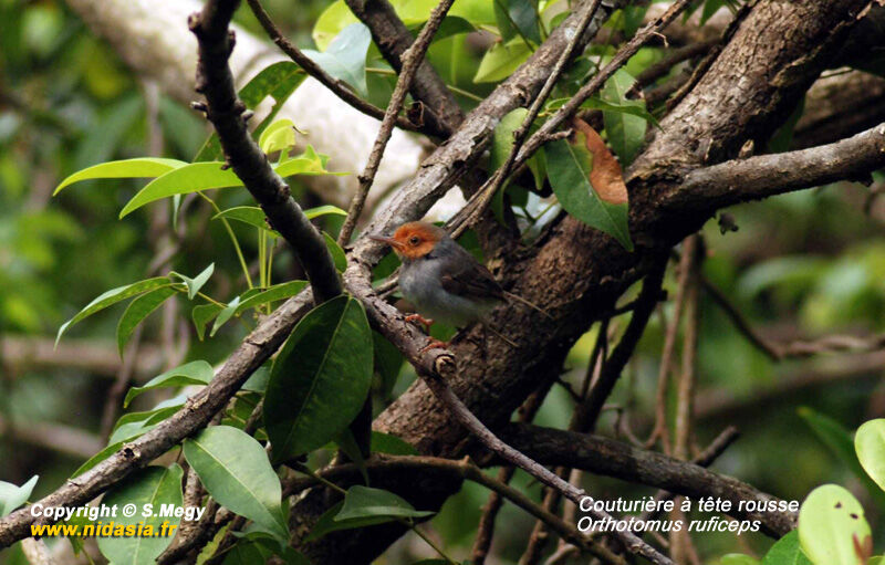 Ashy Tailorbird