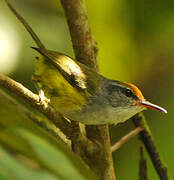 Mountain Tailorbird