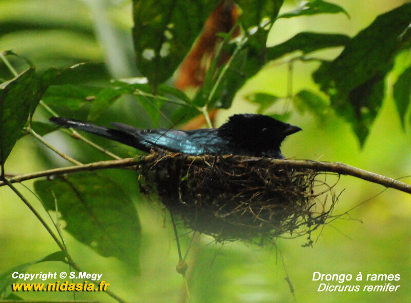 Lesser Racket-tailed Drongo, Reproduction-nesting