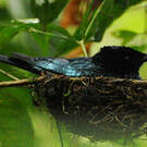 Drongo à rames