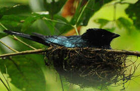 Lesser Racket-tailed Drongo