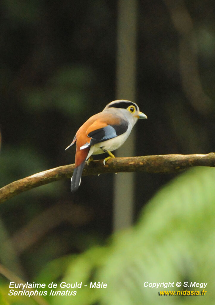 Silver-breasted Broadbill male adult