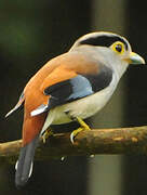 Silver-breasted Broadbill