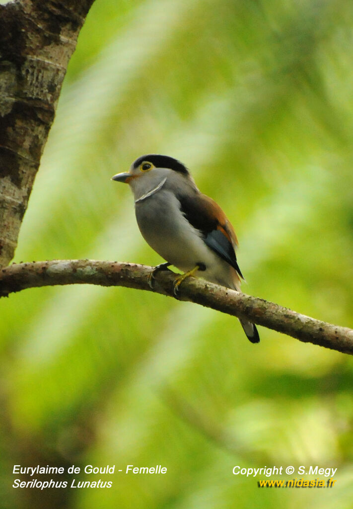 Silver-breasted Broadbill female