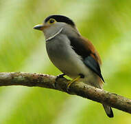 Silver-breasted Broadbill