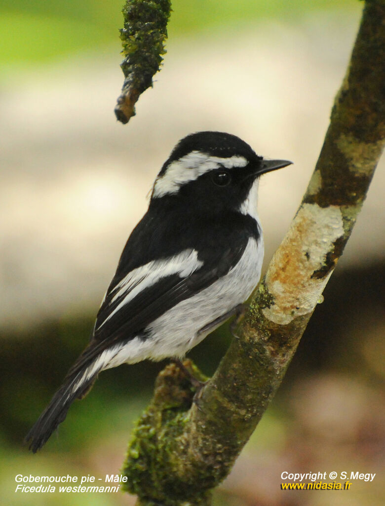 Little Pied Flycatcher male