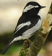 Little Pied Flycatcher