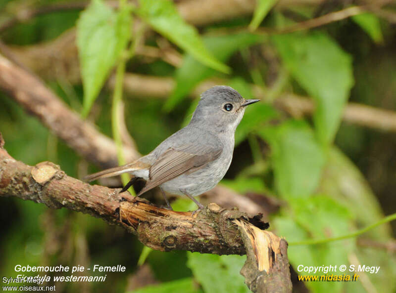 Little Pied Flycatcher female adult, identification