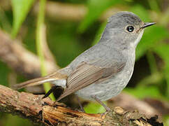 Little Pied Flycatcher