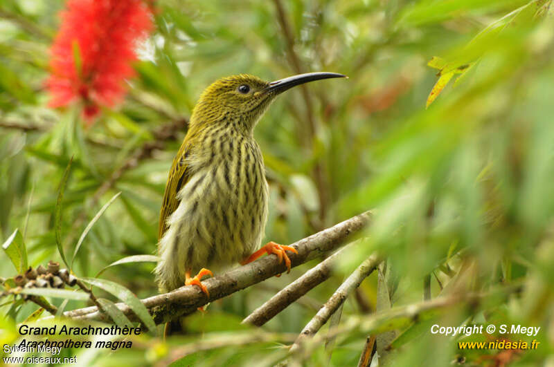 Streaked Spiderhunteradult, Behaviour