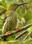 Streaked Spiderhunter