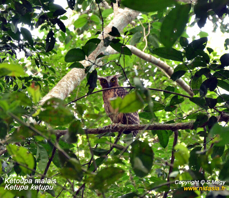 Buffy Fish Owl