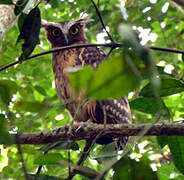 Buffy Fish Owl