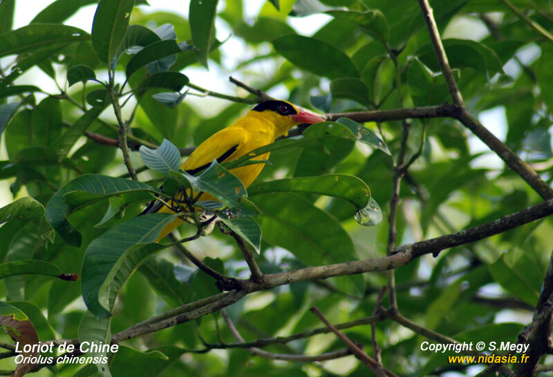 Black-naped Oriole