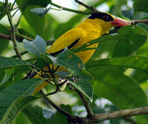 Black-naped Oriole