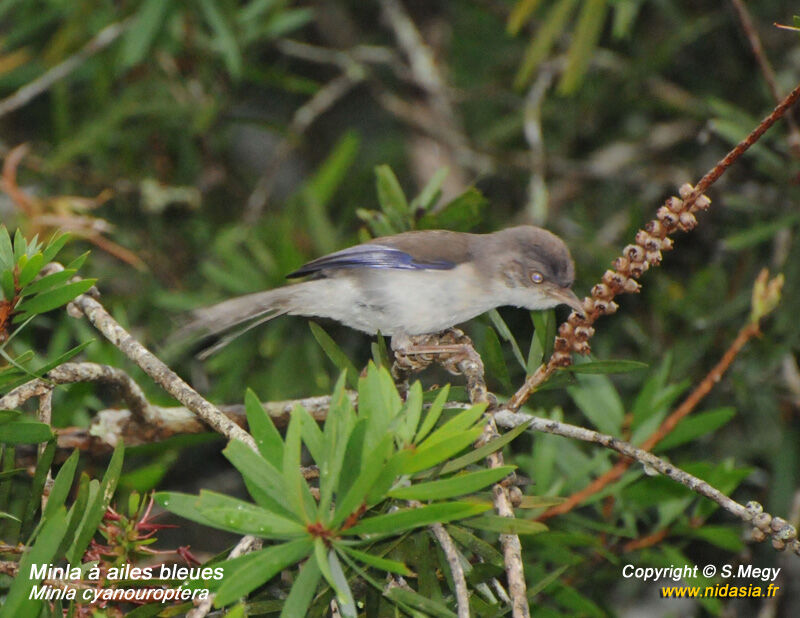 Blue-winged Minla