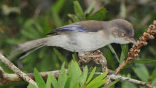 Blue-winged Minla