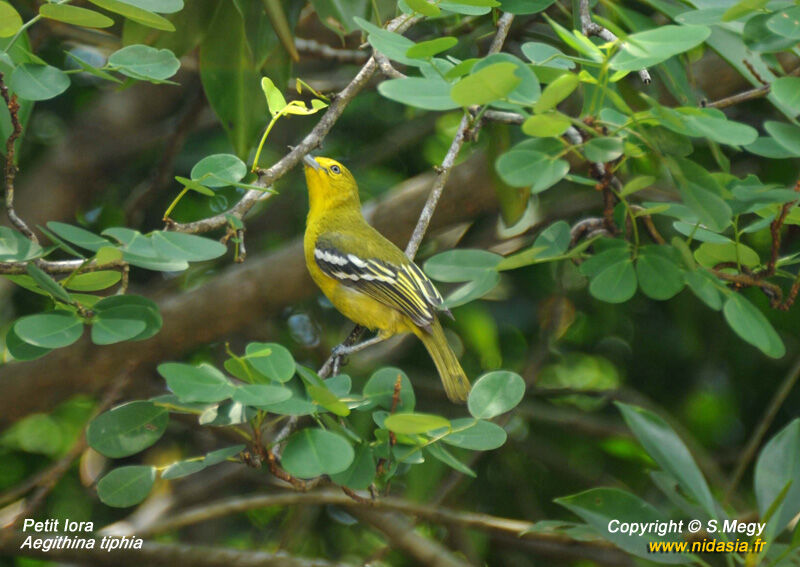 Common Iora