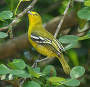 Common Iora