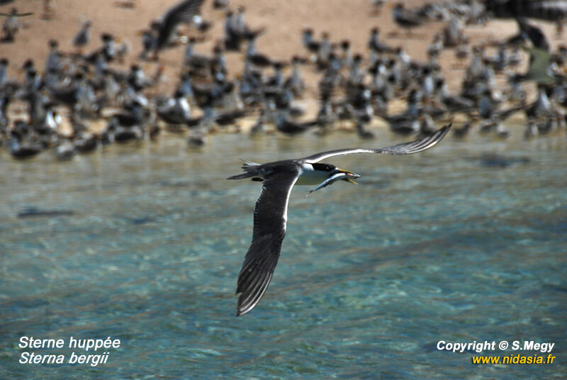 Greater Crested Tern